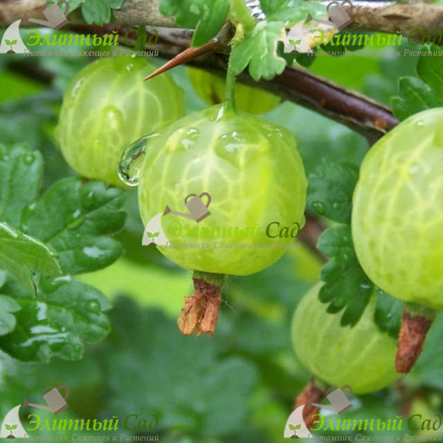Крыжовник Белорусский сахарный