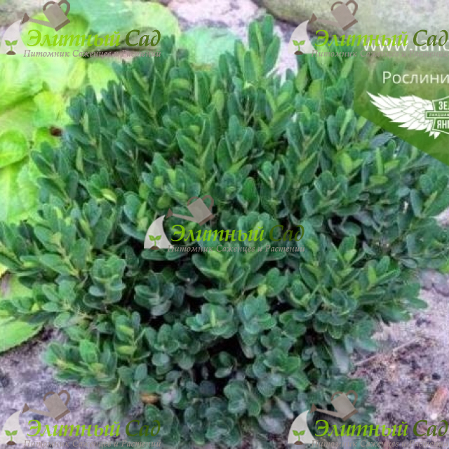 Самшит вечнозеленый angustifolia