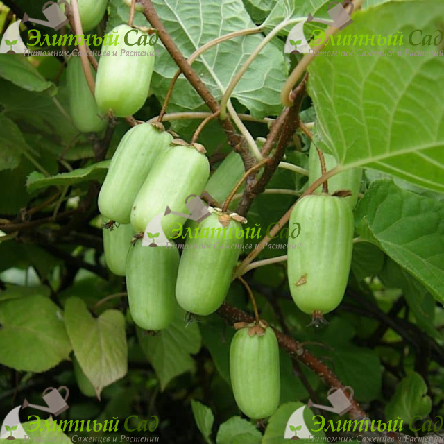 Актинидия коломикта Командор