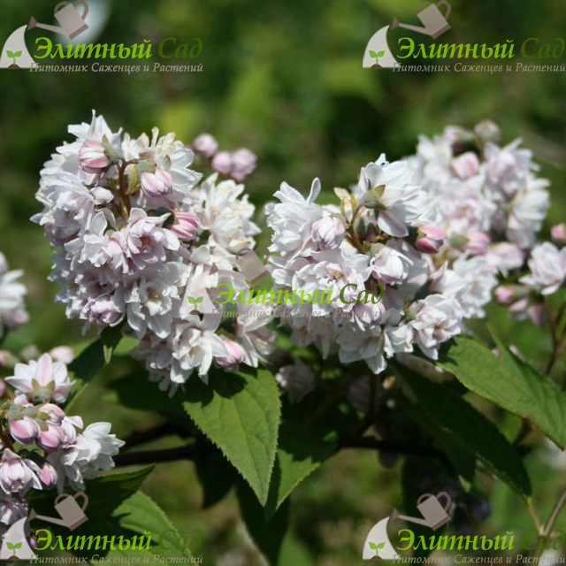 Дейция гибридная Пинк Пом-Пом (Deutzia  Pink Pom-Pom)