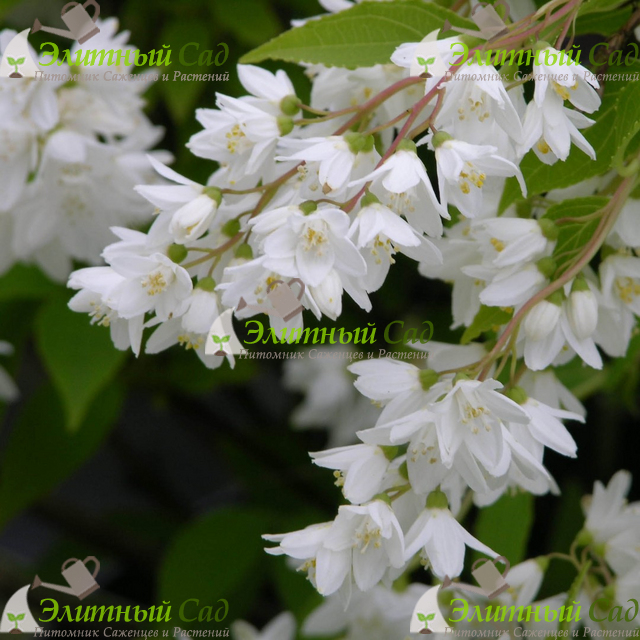 Дейция Изящная (Deutzia Gracilis)