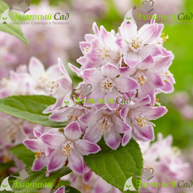 Дейция Розовая (Deutzia rosea)