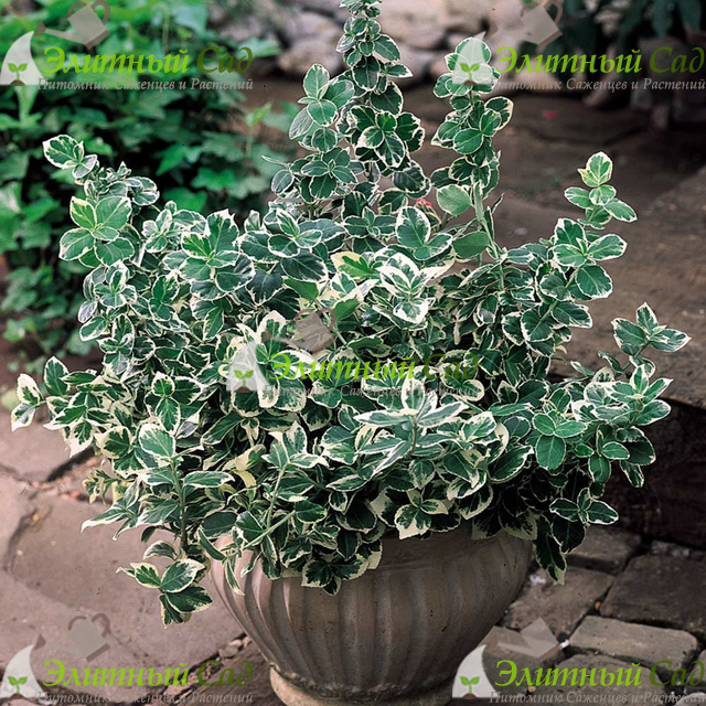 Бересклет форчуна Emerald Gaiety