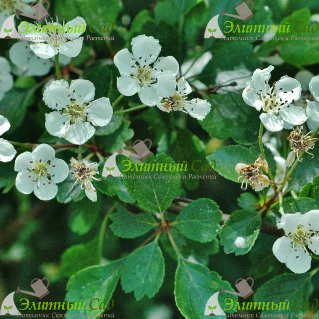 Боярышник обыкновенный (Колючий, Сглаженный, Crataegus laevigata)