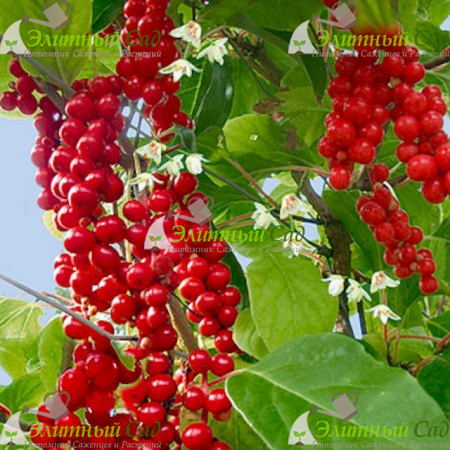 Лимонник Китайский Первенец