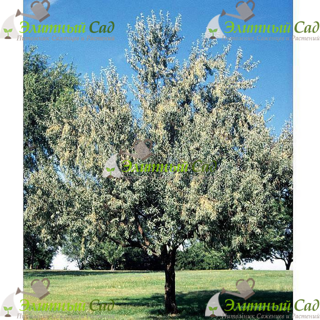 Лох узколистный (Elaeagnus angustifolia)