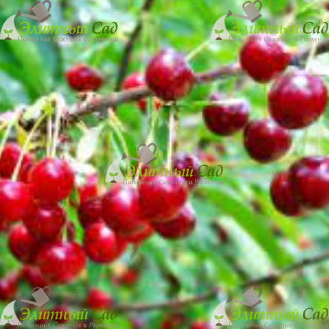 Вишня Изобильная