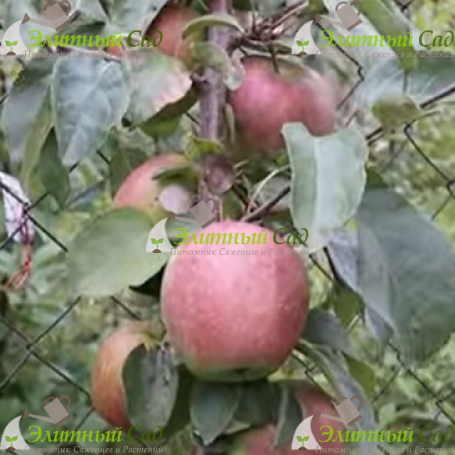 Яблоня Память Сикоры