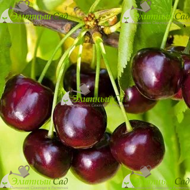 Черешня Южная