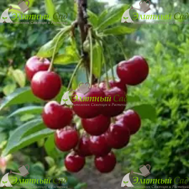 Вишня Гуртьевка