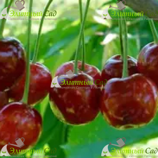 Вишня Русинка