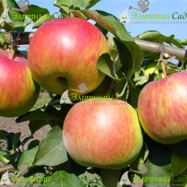 Яблоня Зарево