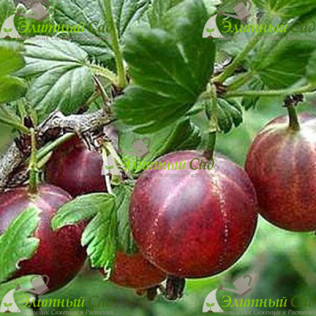 Крыжовник Челябинский слабошиповатый