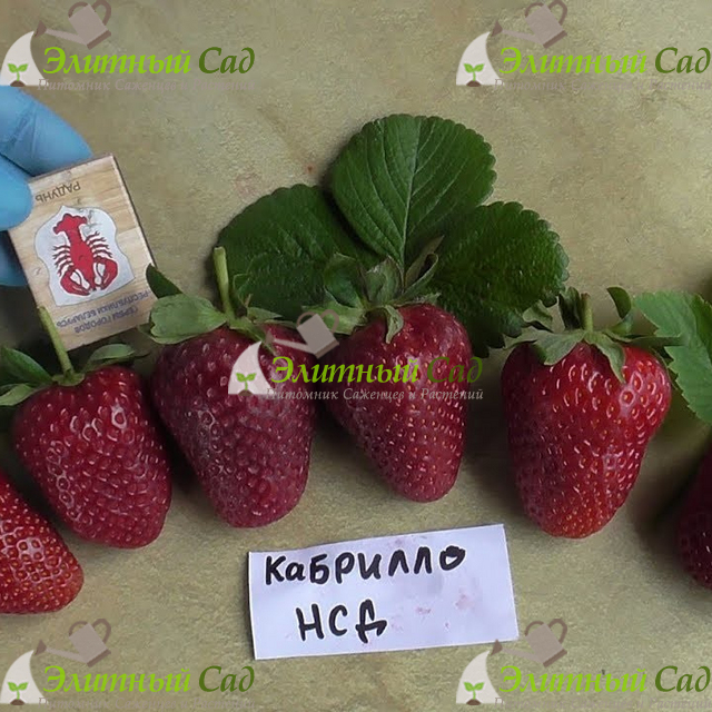 Клубника Кабрилло