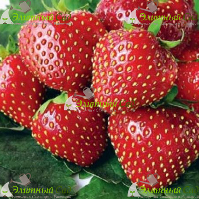 Клубника Кимберли
