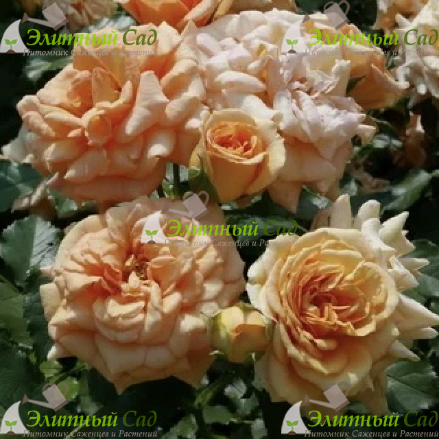 Роза флорибунда Бентхаймер Голд
