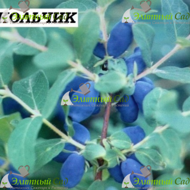 Жимолость Колокольчик