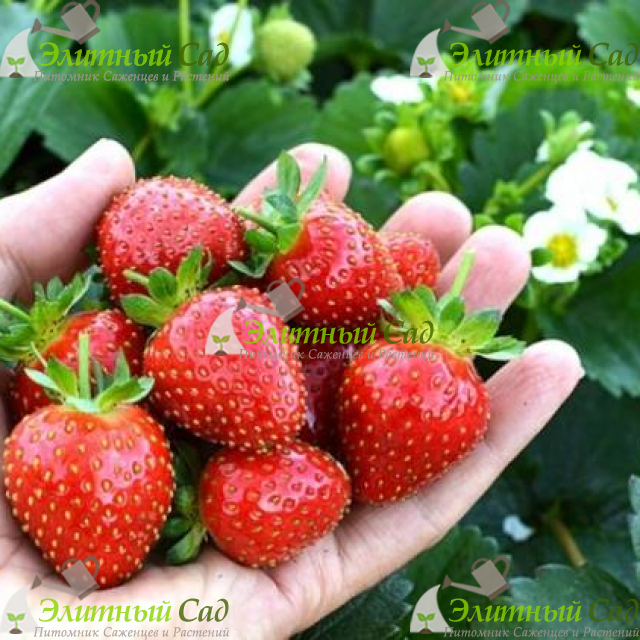 Клубника Эвис делайт