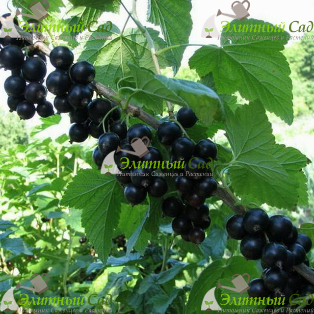 Черная смородина Лентяй