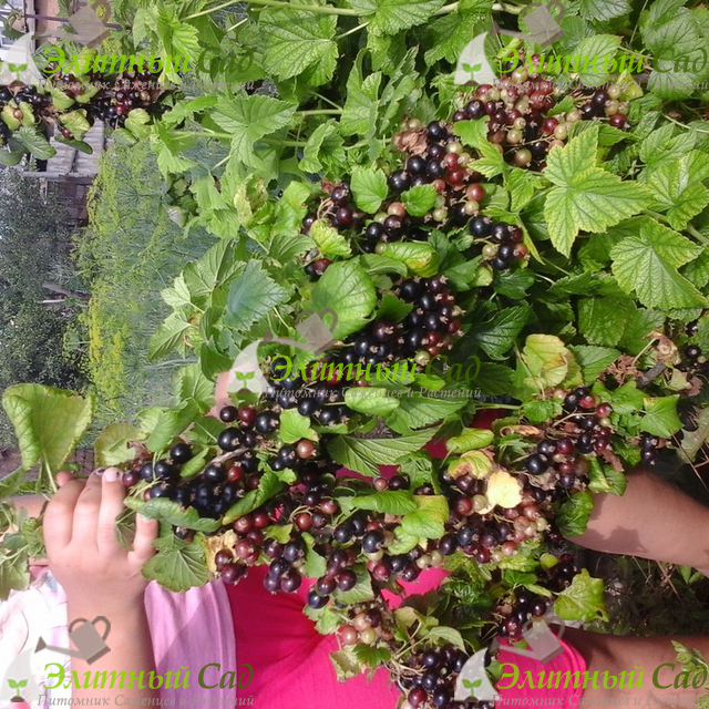 Черная смородина Черешневая