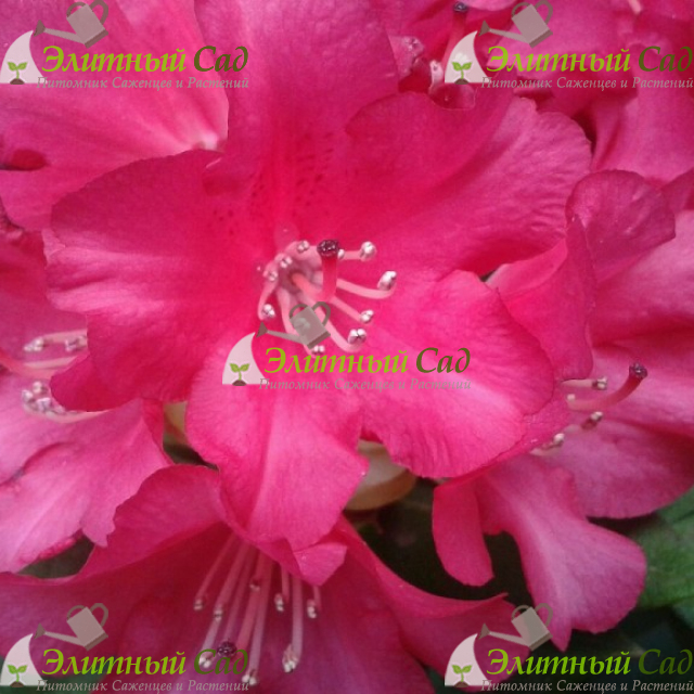 Рододендрон Лихтфаер