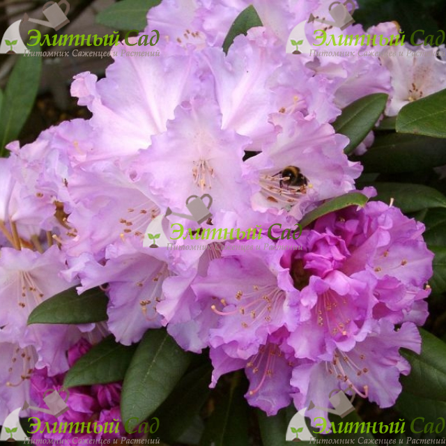 Рододендрон Каролина Альбрук