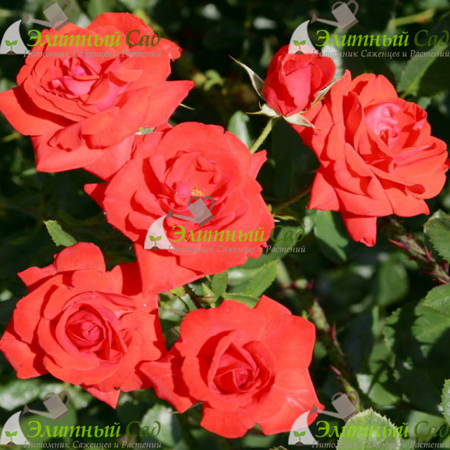 Роза Кордес Бриллиант